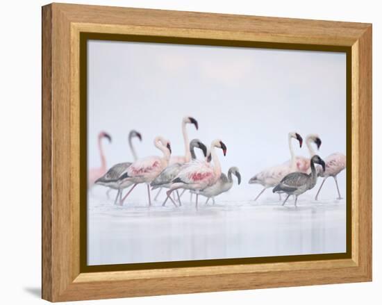 Lesser Flamingoes in Fog-Arthur Morris-Framed Premier Image Canvas