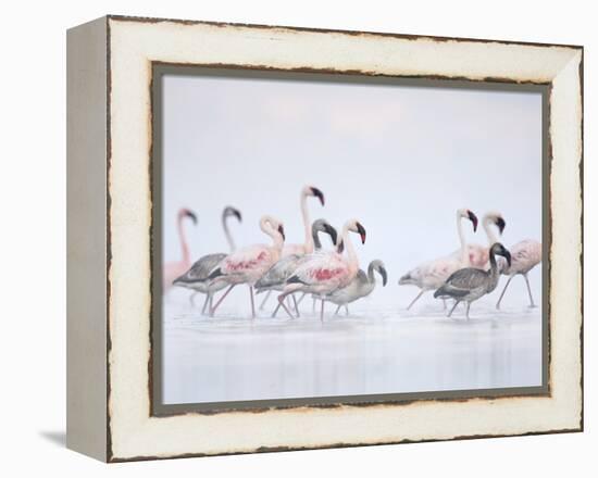 Lesser Flamingoes in Fog-Arthur Morris-Framed Premier Image Canvas