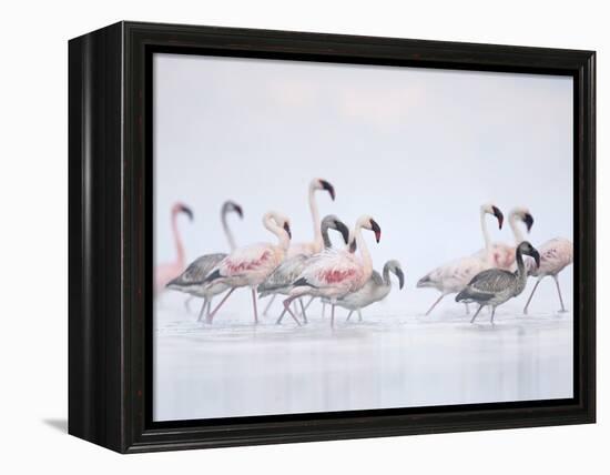 Lesser Flamingoes in Fog-Arthur Morris-Framed Premier Image Canvas