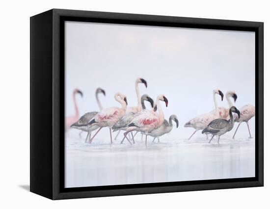 Lesser Flamingoes in Fog-Arthur Morris-Framed Premier Image Canvas