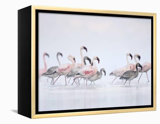 Lesser Flamingoes in Fog-Arthur Morris-Framed Premier Image Canvas