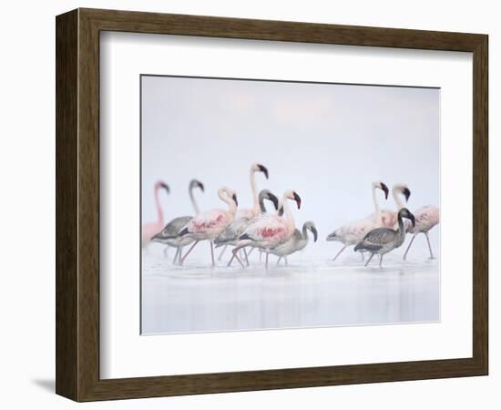 Lesser Flamingoes in Fog-Arthur Morris-Framed Photographic Print