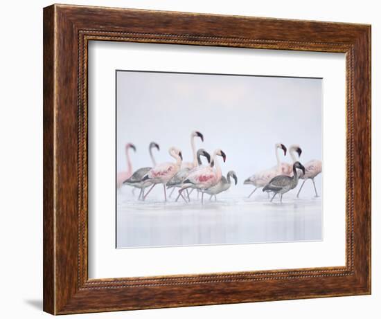 Lesser Flamingoes in Fog-Arthur Morris-Framed Photographic Print