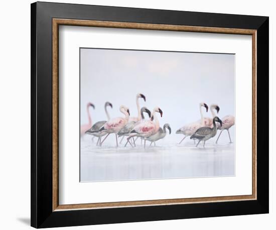 Lesser Flamingoes in Fog-Arthur Morris-Framed Photographic Print