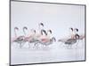 Lesser Flamingoes in Fog-Arthur Morris-Mounted Photographic Print
