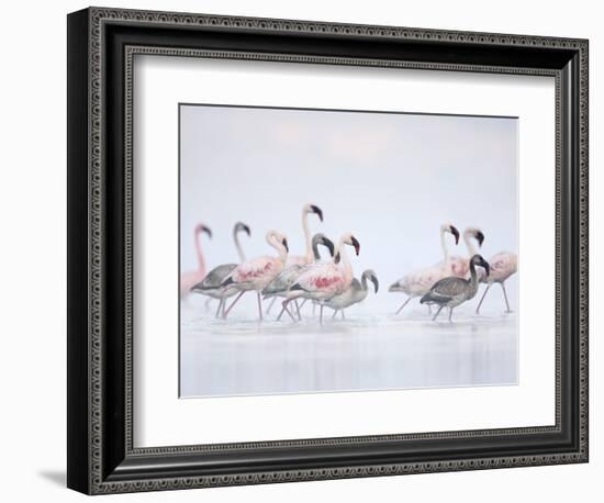 Lesser Flamingoes in Fog-Arthur Morris-Framed Photographic Print