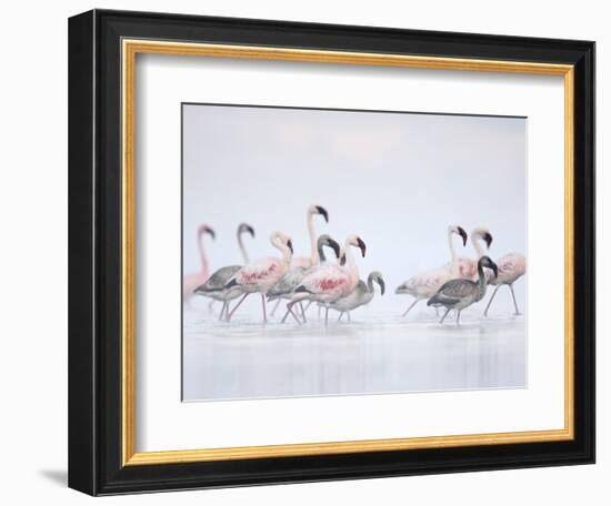 Lesser Flamingoes in Fog-Arthur Morris-Framed Photographic Print