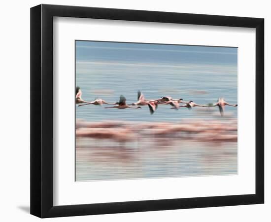 Lesser Flamingoes (Phoenicopterus Minor), Lake Nakuru, Kenya-Keren Su-Framed Photographic Print