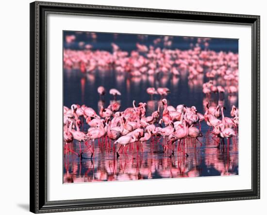 Lesser Flamingos, Lake Nakuru, Kenya-Charles Sleicher-Framed Photographic Print