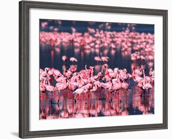 Lesser Flamingos, Lake Nakuru, Kenya-Charles Sleicher-Framed Photographic Print