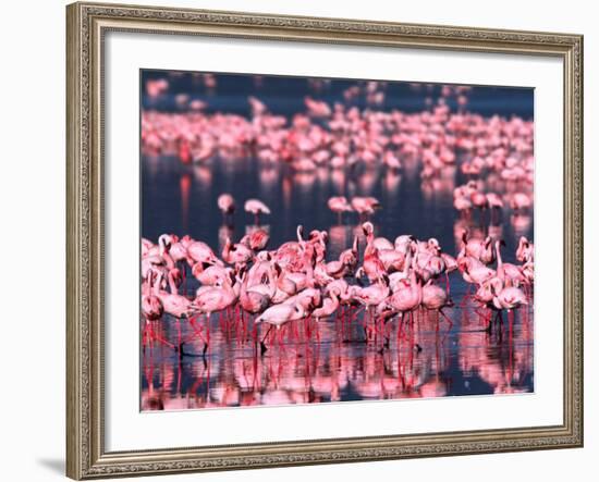 Lesser Flamingos, Lake Nakuru, Kenya-Charles Sleicher-Framed Photographic Print