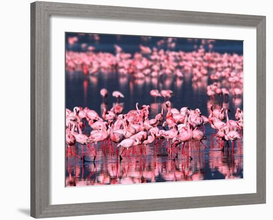 Lesser Flamingos, Lake Nakuru, Kenya-Charles Sleicher-Framed Photographic Print