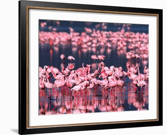 Lesser Flamingos, Lake Nakuru, Kenya-Charles Sleicher-Framed Photographic Print