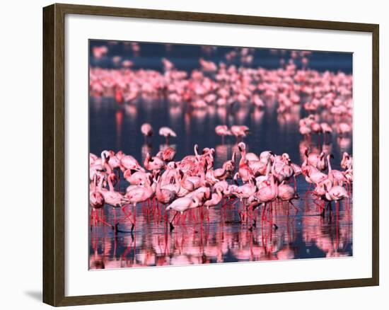 Lesser Flamingos, Lake Nakuru, Kenya-Charles Sleicher-Framed Photographic Print