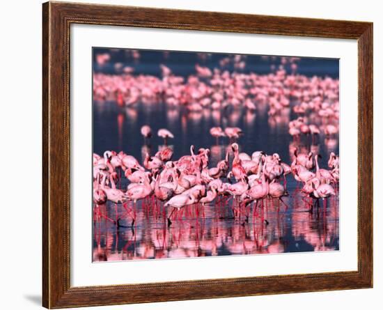 Lesser Flamingos, Lake Nakuru, Kenya-Charles Sleicher-Framed Photographic Print