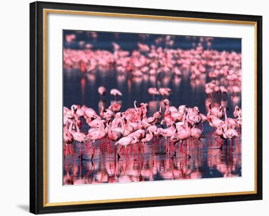 Lesser Flamingos, Lake Nakuru, Kenya-Charles Sleicher-Framed Photographic Print