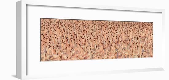 Lesser flamingos-Panoramic Images-Framed Photographic Print