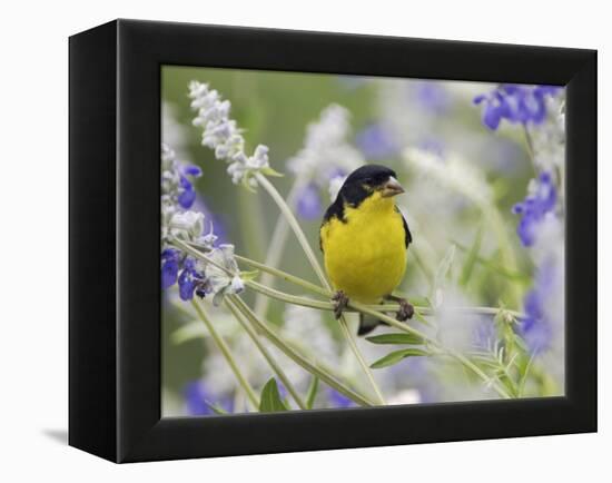 Lesser Goldfinch Black-Backed Male on Mealy Sage Hill Country, Texas, USA-Rolf Nussbaumer-Framed Premier Image Canvas