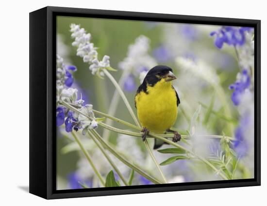 Lesser Goldfinch Black-Backed Male on Mealy Sage Hill Country, Texas, USA-Rolf Nussbaumer-Framed Premier Image Canvas