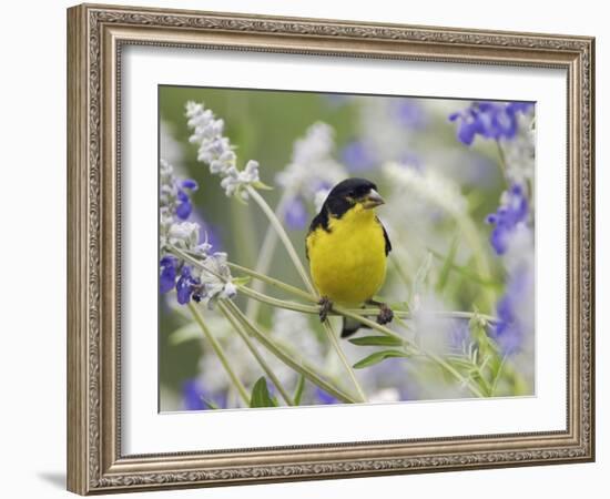 Lesser Goldfinch Black-Backed Male on Mealy Sage Hill Country, Texas, USA-Rolf Nussbaumer-Framed Photographic Print