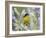 Lesser Goldfinch Black-Backed Male on Mealy Sage Hill Country, Texas, USA-Rolf Nussbaumer-Framed Photographic Print