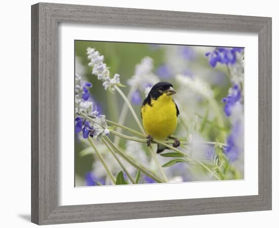 Lesser Goldfinch Black-Backed Male on Mealy Sage Hill Country, Texas, USA-Rolf Nussbaumer-Framed Photographic Print