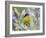 Lesser Goldfinch Black-Backed Male on Mealy Sage Hill Country, Texas, USA-Rolf Nussbaumer-Framed Photographic Print