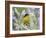 Lesser Goldfinch Black-Backed Male on Mealy Sage Hill Country, Texas, USA-Rolf Nussbaumer-Framed Photographic Print