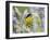 Lesser Goldfinch Black-Backed Male on Mealy Sage Hill Country, Texas, USA-Rolf Nussbaumer-Framed Photographic Print