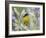 Lesser Goldfinch Black-Backed Male on Mealy Sage Hill Country, Texas, USA-Rolf Nussbaumer-Framed Photographic Print