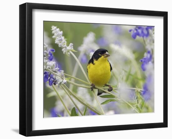 Lesser Goldfinch Black-Backed Male on Mealy Sage Hill Country, Texas, USA-Rolf Nussbaumer-Framed Photographic Print