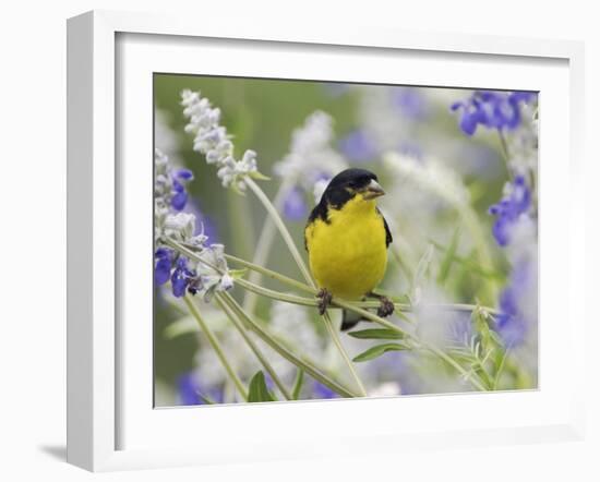 Lesser Goldfinch Black-Backed Male on Mealy Sage Hill Country, Texas, USA-Rolf Nussbaumer-Framed Photographic Print