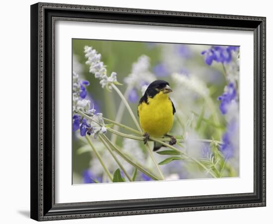 Lesser Goldfinch Black-Backed Male on Mealy Sage Hill Country, Texas, USA-Rolf Nussbaumer-Framed Photographic Print