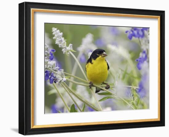 Lesser Goldfinch Black-Backed Male on Mealy Sage Hill Country, Texas, USA-Rolf Nussbaumer-Framed Photographic Print