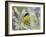 Lesser Goldfinch Black-Backed Male on Mealy Sage Hill Country, Texas, USA-Rolf Nussbaumer-Framed Photographic Print