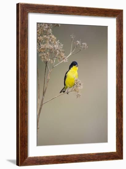 Lesser Goldfinch (Spinus Psaltria) Male Perched on Weed-Larry Ditto-Framed Photographic Print