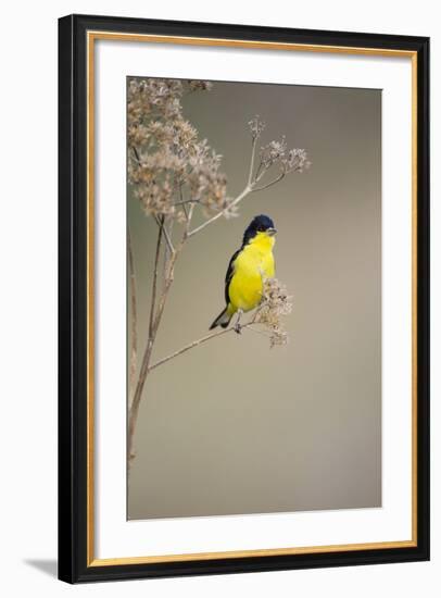 Lesser Goldfinch (Spinus Psaltria) Male Perched on Weed-Larry Ditto-Framed Photographic Print