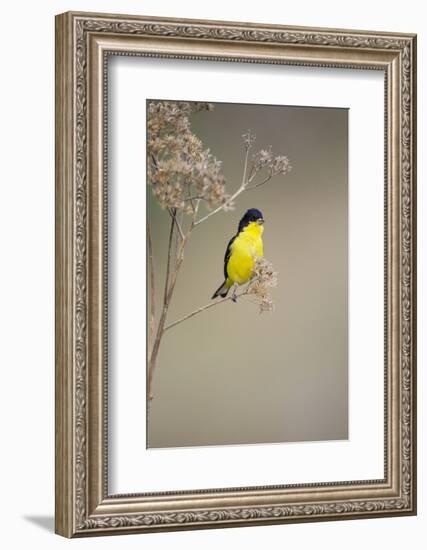 Lesser Goldfinch (Spinus Psaltria) Male Perched on Weed-Larry Ditto-Framed Photographic Print