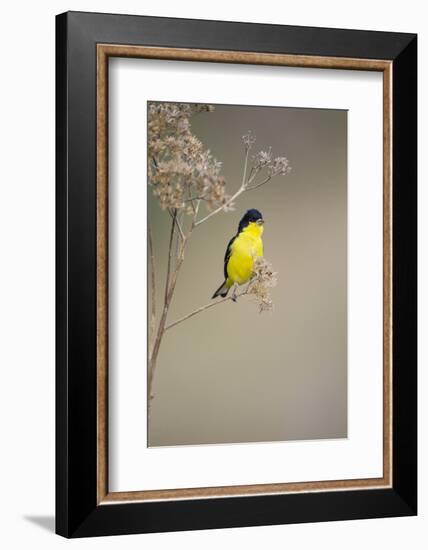 Lesser Goldfinch (Spinus Psaltria) Male Perched on Weed-Larry Ditto-Framed Photographic Print