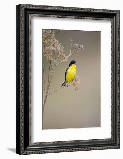 Lesser Goldfinch (Spinus Psaltria) Male Perched on Weed-Larry Ditto-Framed Photographic Print