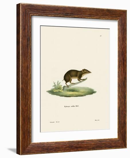 Lesser Gymnure-null-Framed Giclee Print