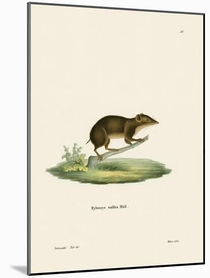 Lesser Gymnure-null-Mounted Giclee Print