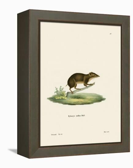 Lesser Gymnure-null-Framed Premier Image Canvas