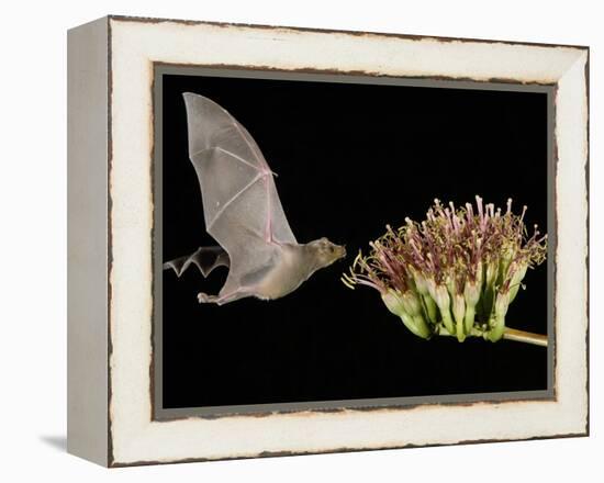 Lesser Long-Nosed Bat in Flight Feeding on Agave Blossom, Tuscon, Arizona, USA-Rolf Nussbaumer-Framed Premier Image Canvas