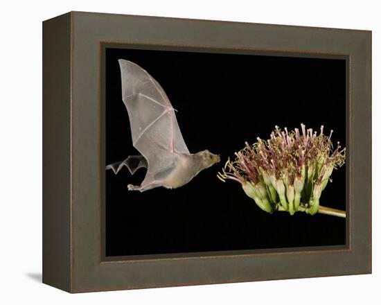 Lesser Long-Nosed Bat in Flight Feeding on Agave Blossom, Tuscon, Arizona, USA-Rolf Nussbaumer-Framed Premier Image Canvas