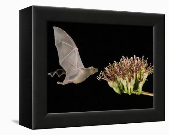 Lesser Long-Nosed Bat in Flight Feeding on Agave Blossom, Tuscon, Arizona, USA-Rolf Nussbaumer-Framed Premier Image Canvas