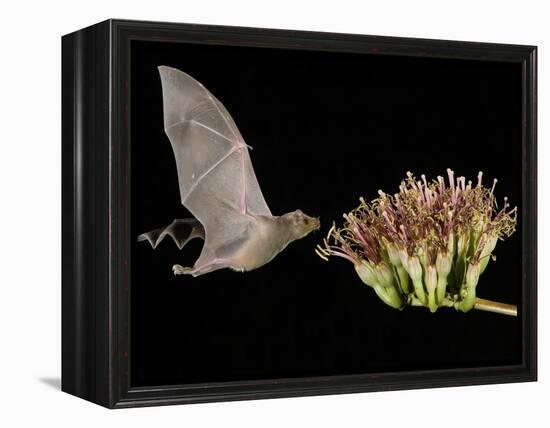 Lesser Long-Nosed Bat in Flight Feeding on Agave Blossom, Tuscon, Arizona, USA-Rolf Nussbaumer-Framed Premier Image Canvas