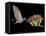 Lesser Long-Nosed Bat in Flight Feeding on Agave Blossom, Tuscon, Arizona, USA-Rolf Nussbaumer-Framed Premier Image Canvas