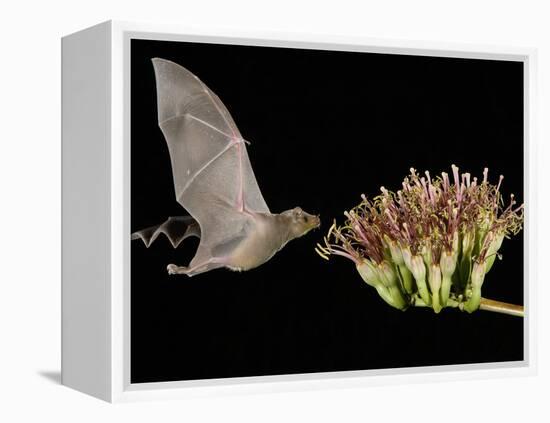 Lesser Long-Nosed Bat in Flight Feeding on Agave Blossom, Tuscon, Arizona, USA-Rolf Nussbaumer-Framed Premier Image Canvas