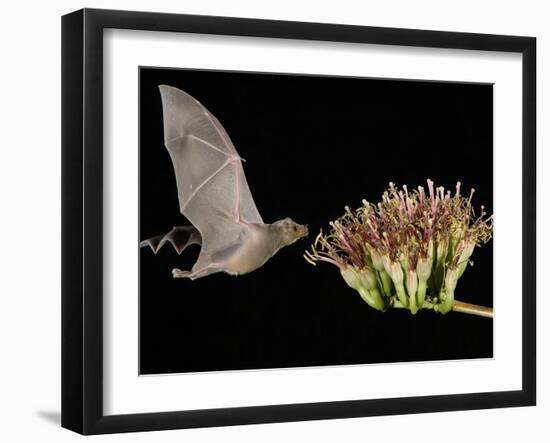 Lesser Long-Nosed Bat in Flight Feeding on Agave Blossom, Tuscon, Arizona, USA-Rolf Nussbaumer-Framed Photographic Print